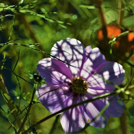 Apartment Im Garten 9 การ์กัซโซเน ภายนอก รูปภาพ