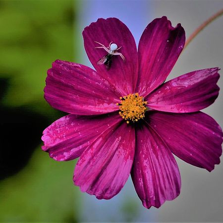 Apartment Im Garten 9 การ์กัซโซเน ภายนอก รูปภาพ