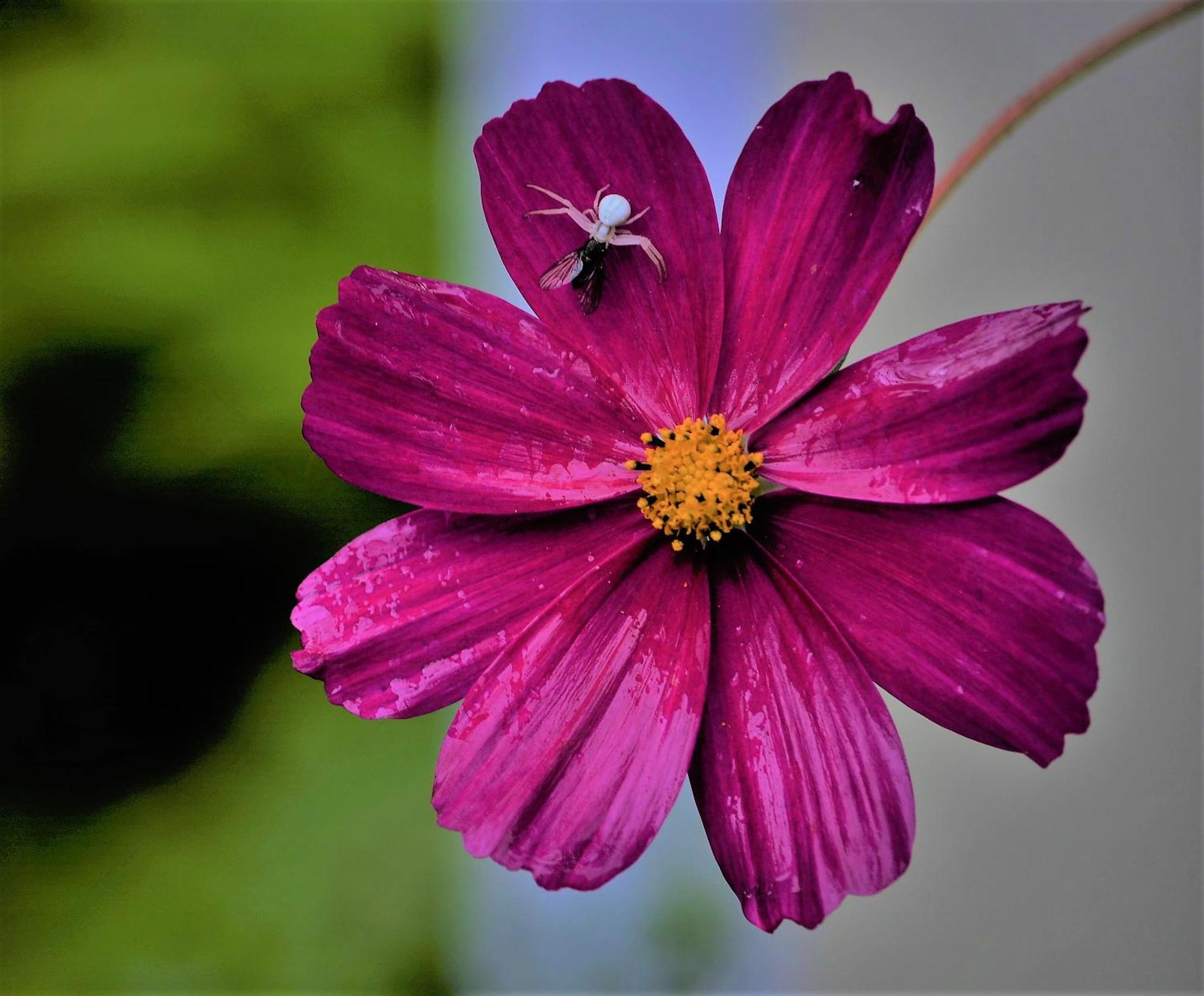Apartment Im Garten 9 การ์กัซโซเน ภายนอก รูปภาพ