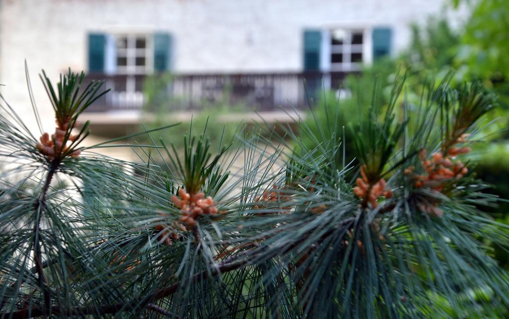 Apartment Im Garten 9 การ์กัซโซเน ภายนอก รูปภาพ