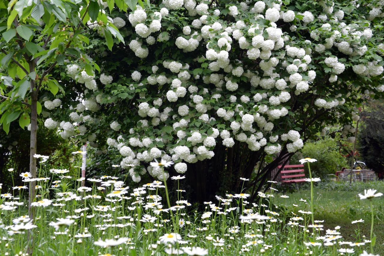 Apartment Im Garten 9 การ์กัซโซเน ภายนอก รูปภาพ